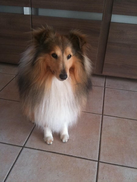 Publication : de la Fontaine D'Isis Auteur : Ietro Céline