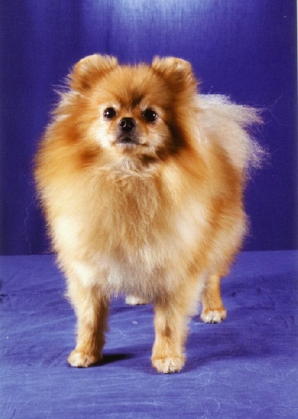 Publication : de de la Vallée du Mouton 