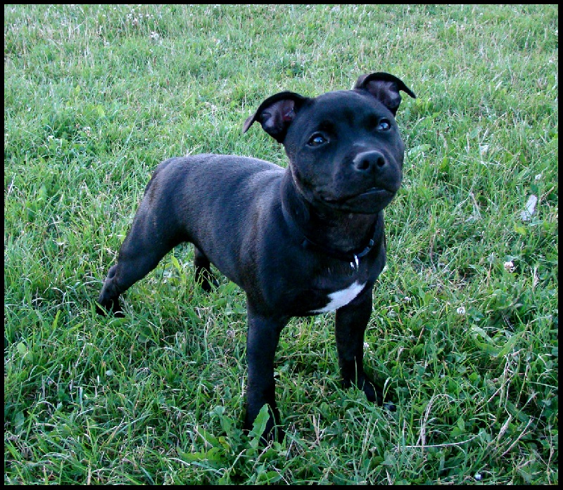 Publication : Troublesome Dogz Auteur : Cobos Franck