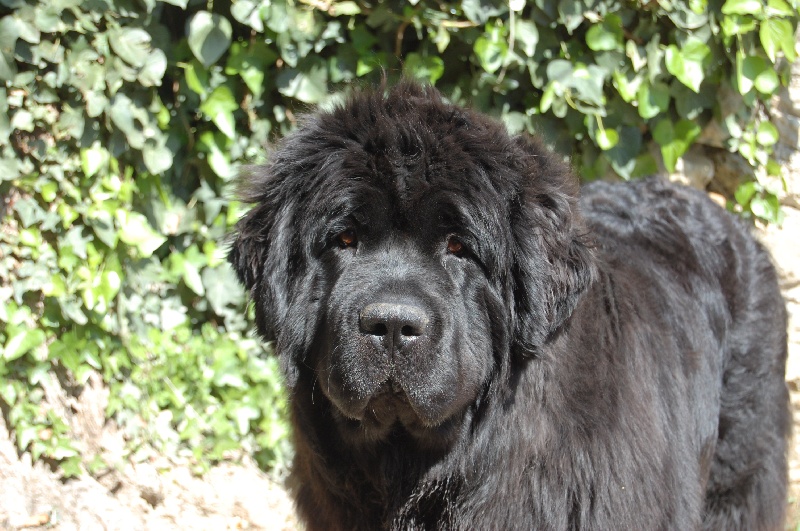 Gwaikiki di mareland