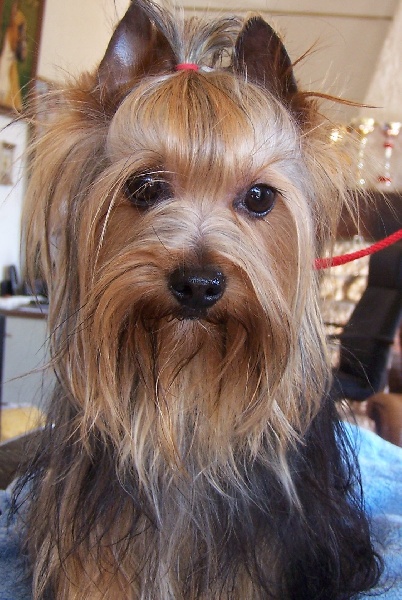 Goya De la source des mayans