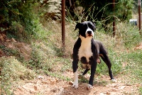 Étalon American Staffordshire Terrier - Chic & classe du Sarmizegetusa Regia