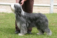 Étalon Bearded Collie - Victory wind's From paris with love