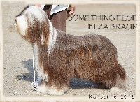 Étalon Bearded Collie - Something Else Elza braun