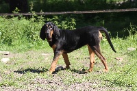 Étalon Chien de Saint-Hubert - Gaïa Des Cabello Du Gibey