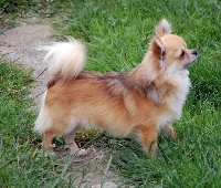 Étalon Chihuahua - Game over De La Vannia Des Corbes