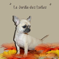 Étalon Chihuahua - Harmony du Jardin des Lutins