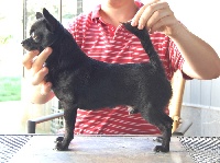 Étalon Chihuahua - CH. kalynn's Beijing