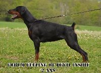 Étalon Dobermann - Forum feeling Of devil inside