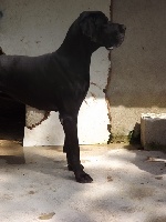 Étalon Dogue allemand - Ellios de la Grisonnière