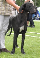 Étalon Dogue allemand - Slettemosegård Hekla