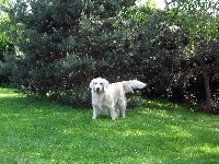 Étalon Golden Retriever - Veia Du Parc Des Chardonnerets