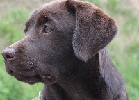 Étalon Labrador Retriever - Kwattabel Du bois de la delle