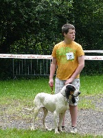 Étalon Petit gascon saintongeois - Fédor du Rallye de Beauport