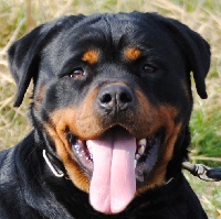 Étalon Rottweiler - Falonne Aus dem Lande der Musketiere