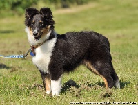 Étalon Shetland Sheepdog - Honesty black Du puit saint loup