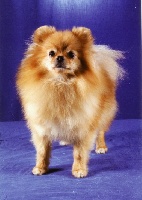 Étalon Spitz allemand - CH. Ilvy la pom de de la Vallée du Mouton