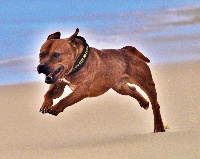 Étalon Staffordshire Bull Terrier - Camawach El natchez wyrd