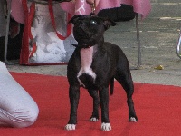 Étalon Staffordshire Bull Terrier - Star of izzy (Sans Affixe)