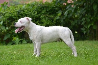 Étalon Staffordshire Bull Terrier - Gun's ofdéléans