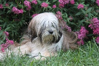 Étalon Terrier Tibetain - Sun goliat kosi de la maison camille