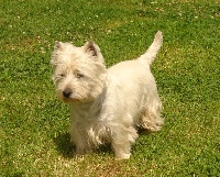 Étalon West Highland White Terrier - Game boy De La Vallée D'elleron