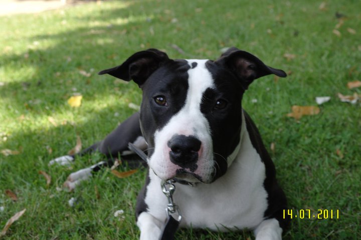 Falika des Terres d'Odin