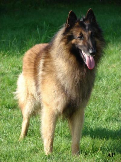 CH. Chuck von der feldstiege