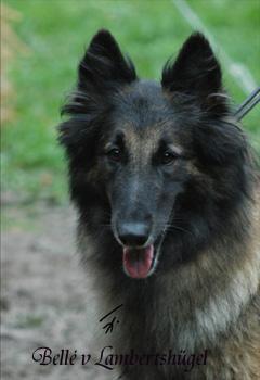 Belle vom lambertshügel