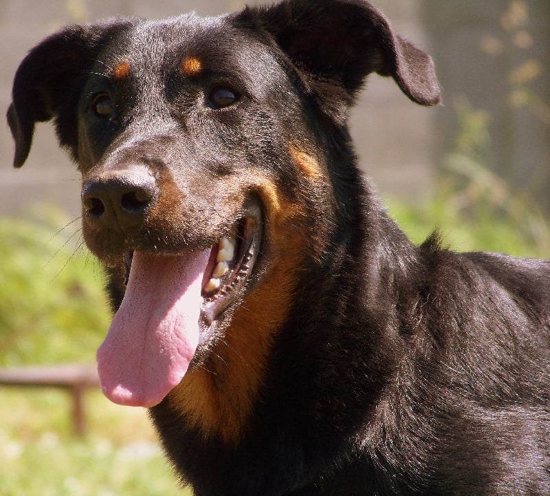 Irunea Subeltz Beaucerones