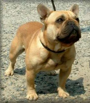 CH. red blooded Marcus