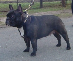 CH. Jeans victory janoël