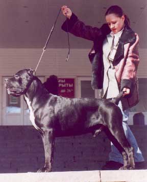 CH. ekskljuziv-n Picasso