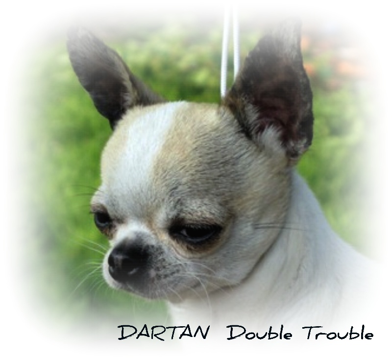 dartan Double trouble
