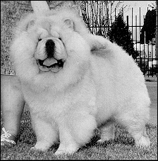 CH. cheries Task force o'kamenah