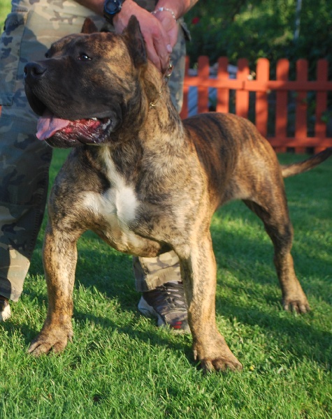 Gladiator de impérial can