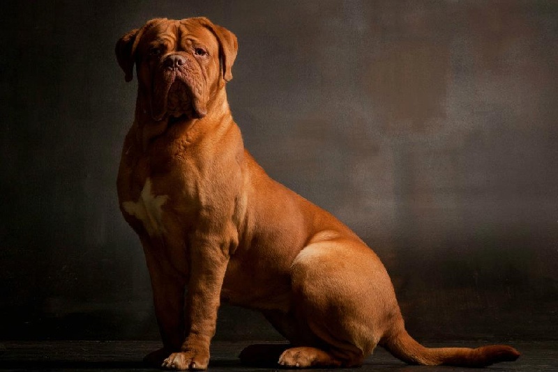 Publication : Rêve De Morgane Auteur : Paul Croes