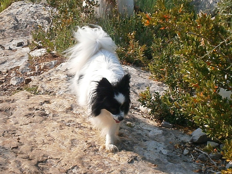 Publication : De Govalco