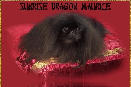 CH. sunrise dragon Maurice