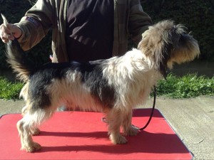 Publication : Da Curuxeira Auteur : Noelia Barcia