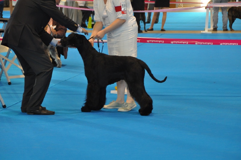 Publication : du Clos des Tulipes Noires Auteur : Meunier Aline