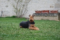 Étalon Airedale Terrier - Bally de la maison blanche