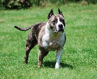 Étalon American Staffordshire Terrier - Tricha_topaze dite topaze (Sans Affixe)