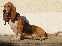 Étalon Basset Artesien Normand - Diabolo (Sans Affixe)