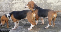 Étalon Basset Artesien Normand - Groseille Des Marais De La Gassouillette