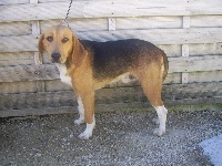 Étalon Beagle-Harrier - Goliath du minez guellec