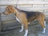 Étalon Beagle-Harrier - Ecouve du minez guellec