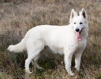 Étalon Berger Blanc Suisse - Emeraude du jardin des lys blancs