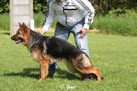 Étalon Berger Allemand - CH. Gotcha Du domaine du parc