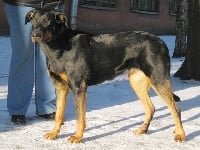 Étalon Berger de Beauce - alfa sagittarius Dalida